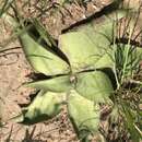 Image of Ledebouria ovatifolia subsp. ovatifolia