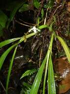 Image of Maxillaria angustissima Ames, F. T. Hubb. & C. Schweinf.