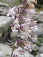 Image de Nepeta nepetella L.