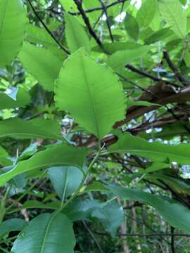 Image of Ardisia plant