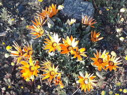 Image of Gazania lichtensteinii Less.