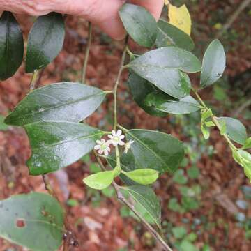 Слика од Ilex coriacea (Pursh) Chapman