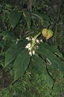 Слика од Hedychium spicatum Sm.