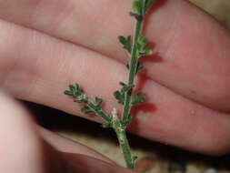 Cyanothamnus coerulescens subsp. spinescens (Benth.) Duretto & Heslewood的圖片