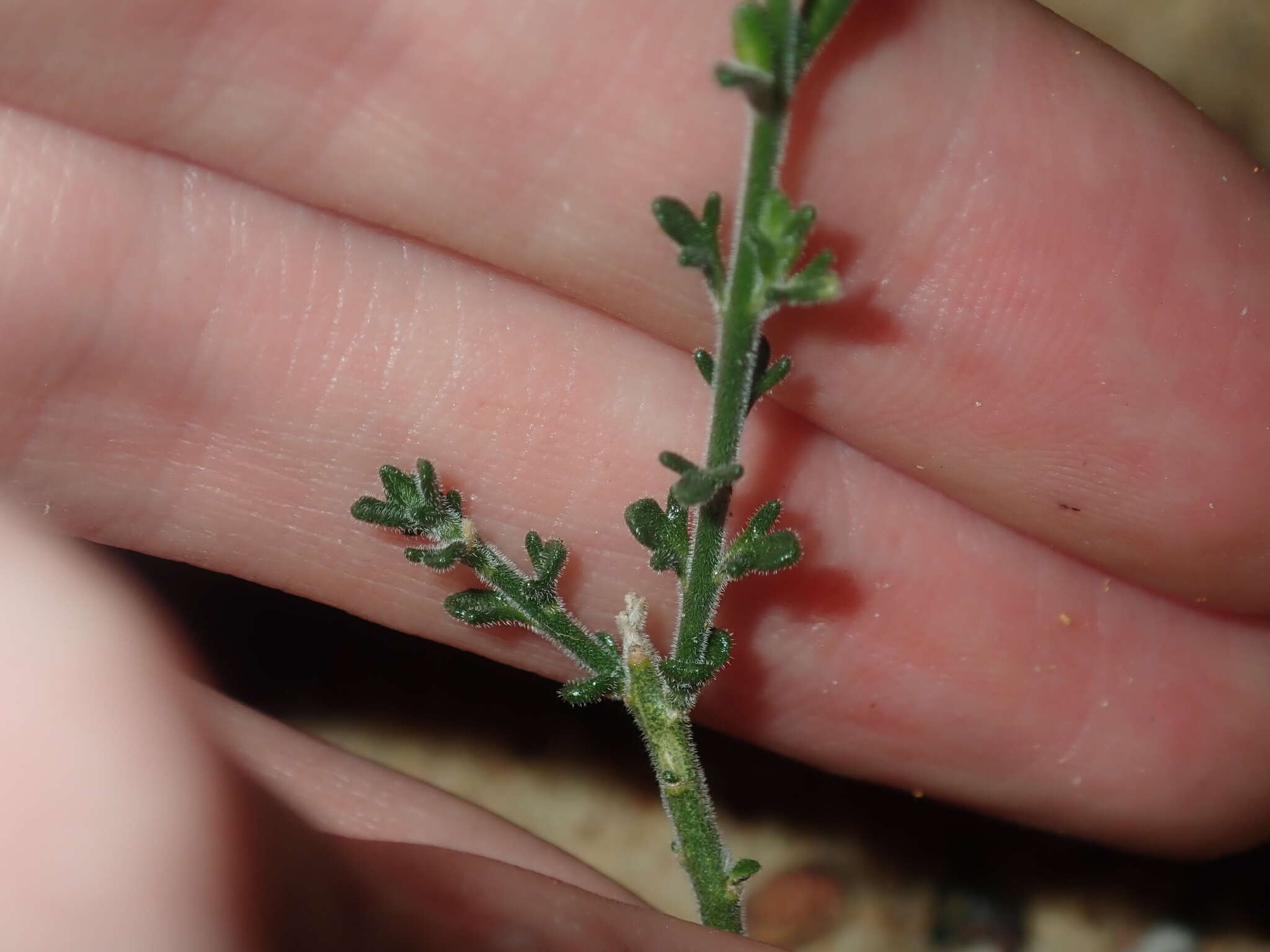 Image of Cyanothamnus coerulescens subsp. spinescens (Benth.) Duretto & Heslewood