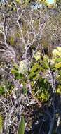 Image of Leucospermum truncatum (Buek ex Meissn.) Rourke