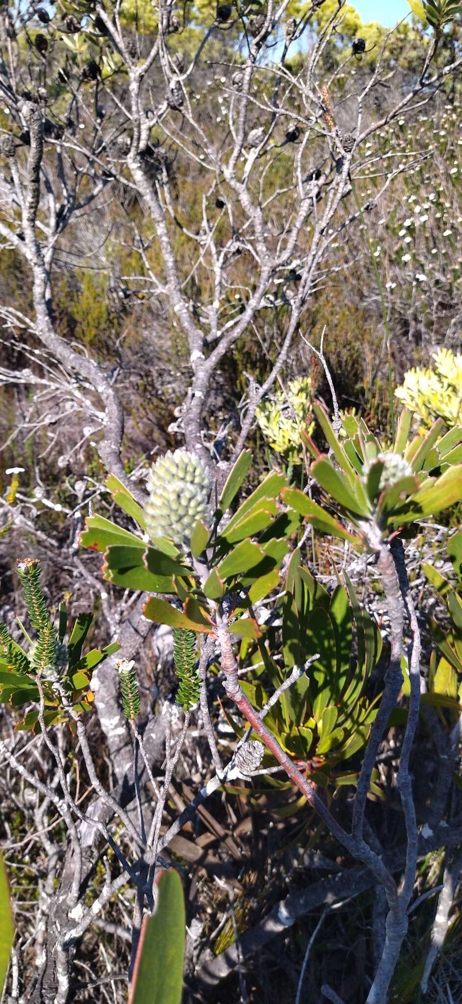 Image of Leucospermum truncatum (Buek ex Meissn.) Rourke