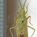 صورة Brotheolus viridis (Distant 1902)