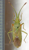 صورة Brotheolus viridis (Distant 1902)