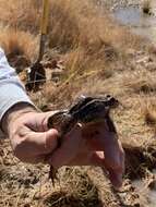 Image de Lithobates onca (Cope ex Yarrow 1875)