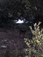 Image of Corsican red deer