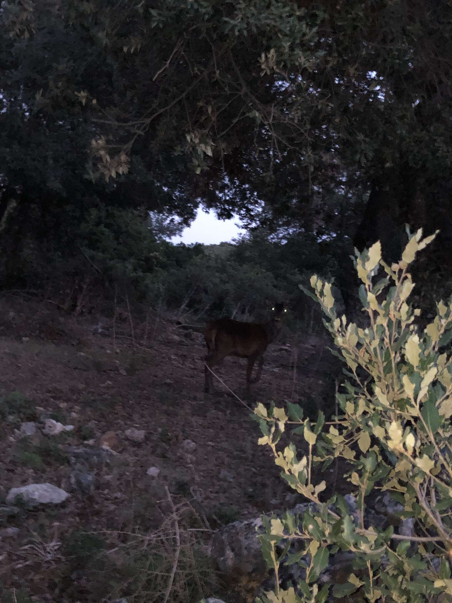 Image of Corsican red deer