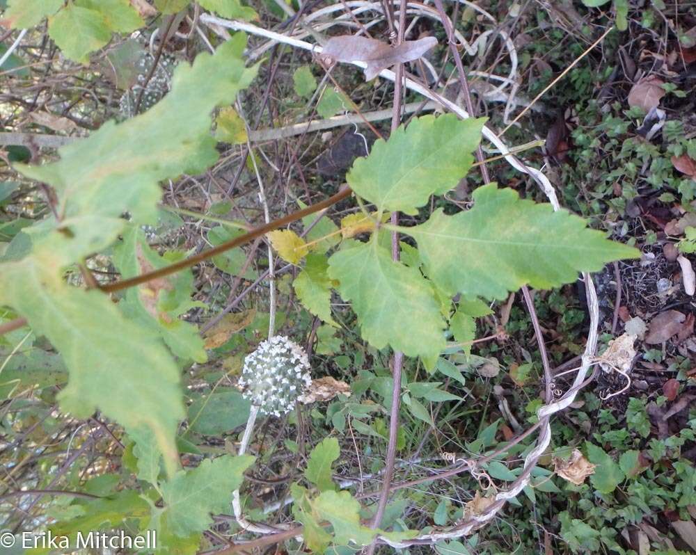 Ibatia maritima (Jacq.) Decne.的圖片