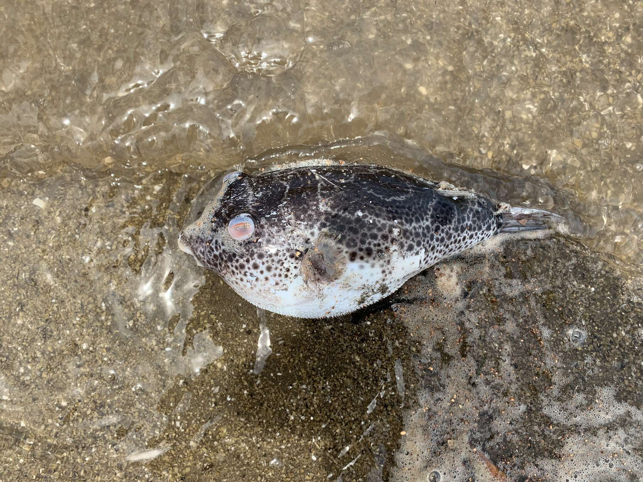 Image of Bullseye Puffer