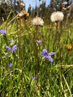 Image of One-Flower Fringed-Gentian