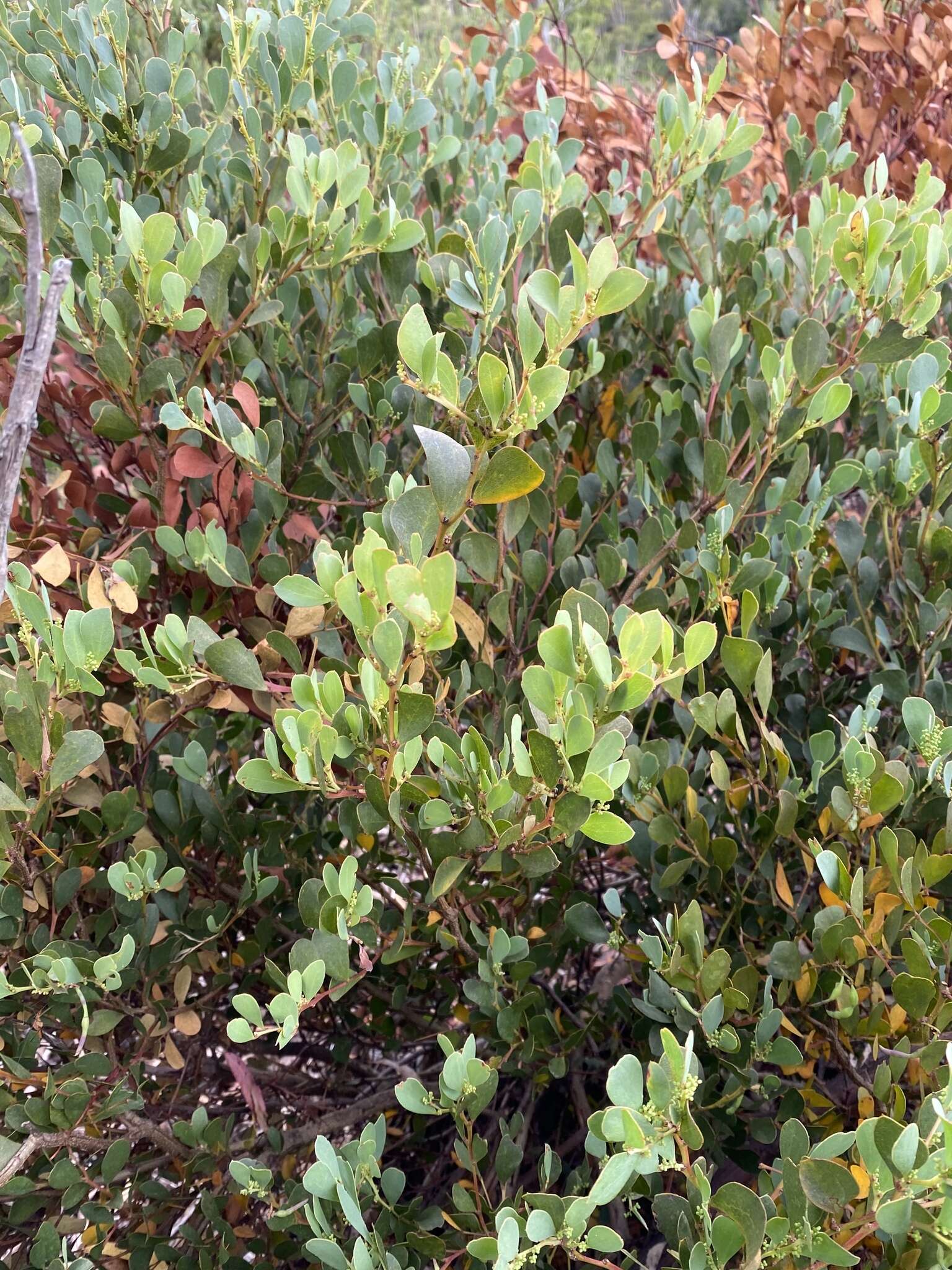 Image of Acacia alpina F. Muell.