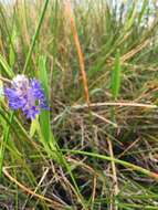 Image of Pontederia cordata var. lancifolia (Muhl.) Morong