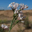 Image of Asperula graveolens M. Bieb. ex Schult. & Schult. fil.