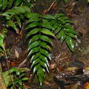 Image of Asplenium macrophyllum Sw.
