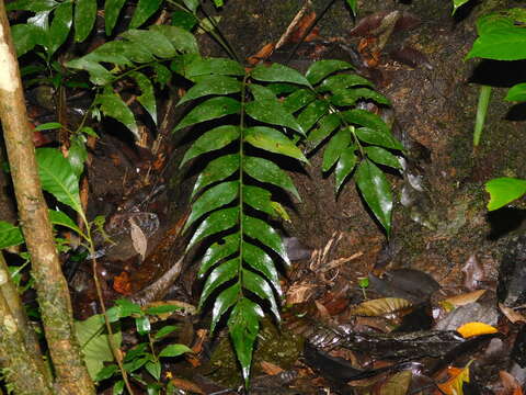 Image de Asplenium macrophyllum Sw.