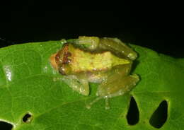 Image of Chiriboga robber frog