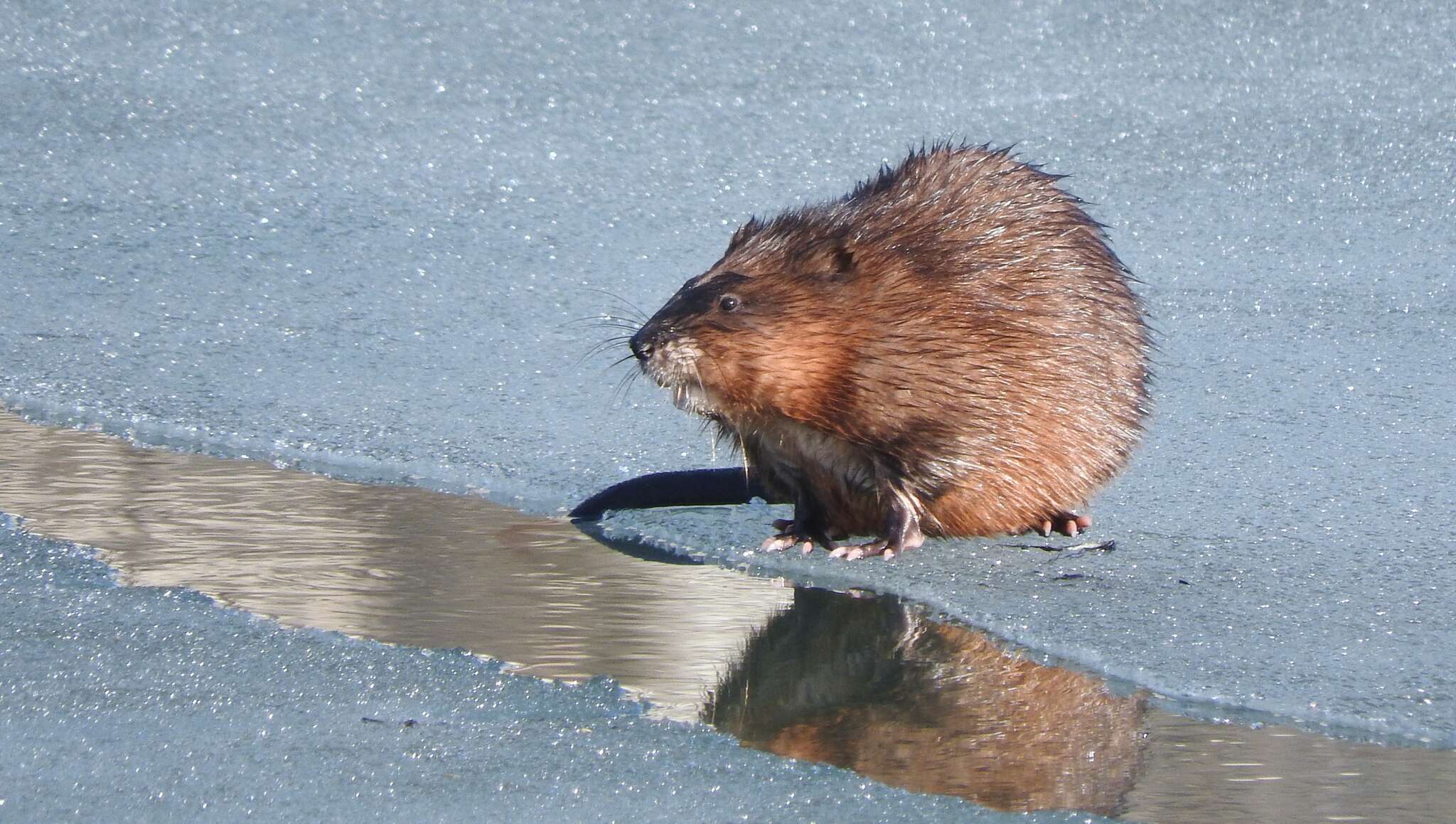 Image of Ondatra zibethicus zibethicus