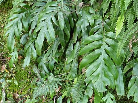 Слика од Austroblechnum colensoi (Hook. fil.) Gasper & V. A. O. Dittrich