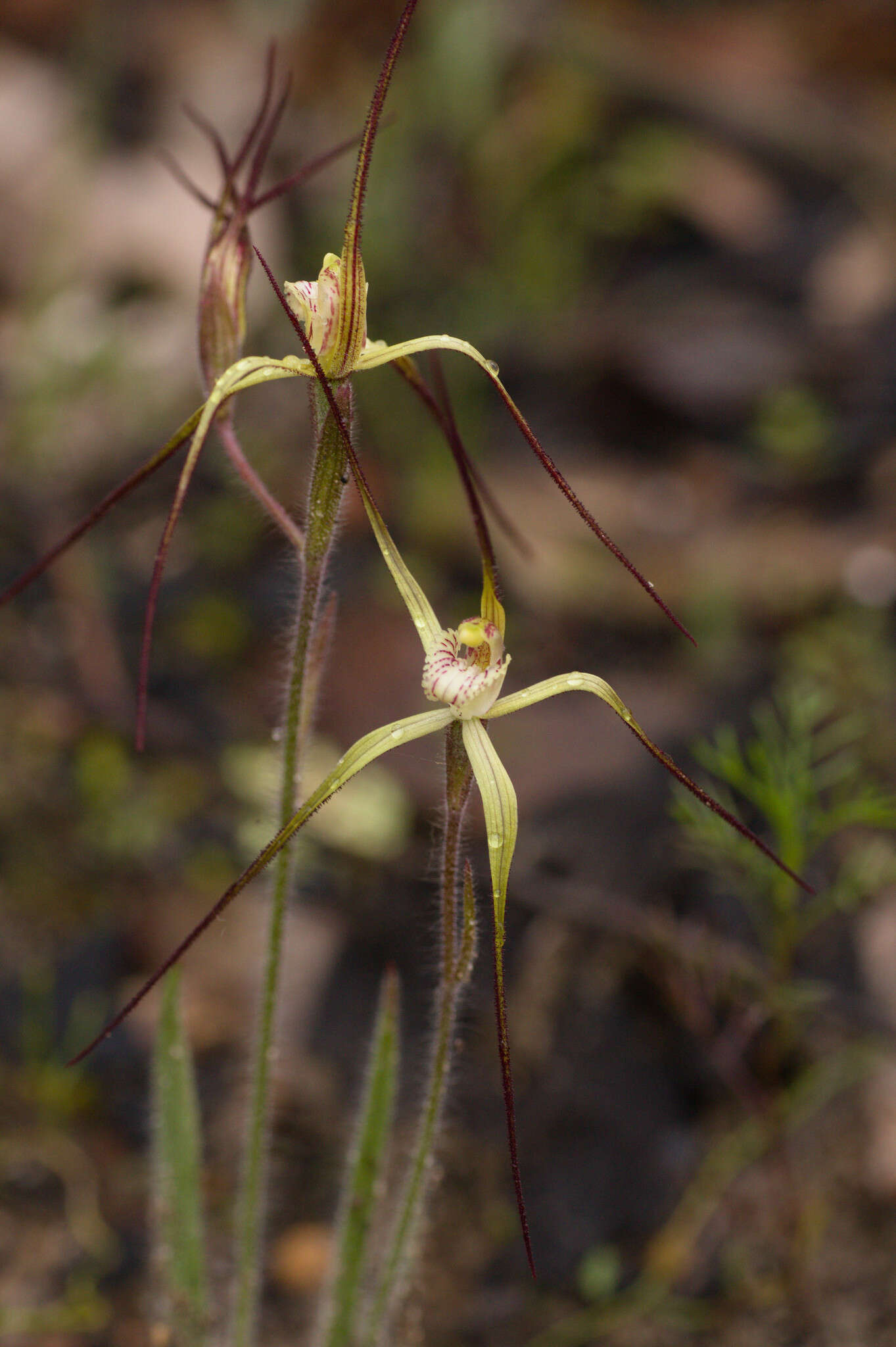 Image de Caladenia xantha Hopper & A. P. Br.