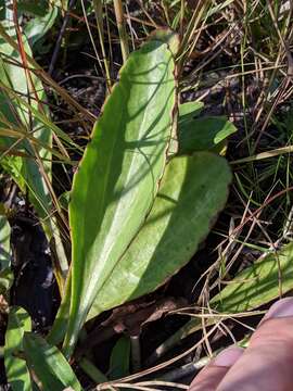 Image of White Indian Plantain