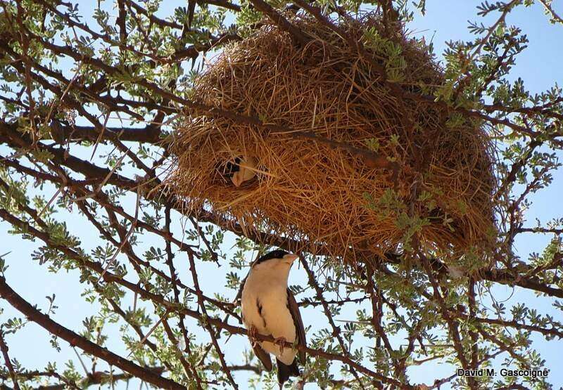 Image of Black-capped Social Weaver