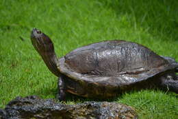 Image of Trachemys stejnegeri vicina (Barbour & Carr 1940)