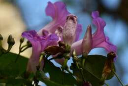 Ipomoea orizabensis var. austromexicana J. A. Mc Donald resmi