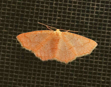 Image of <i>Destutia flumenata</i>