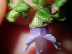 Image of Sparkling Mint-bush