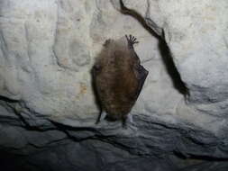 Image of Brown long-eared bat