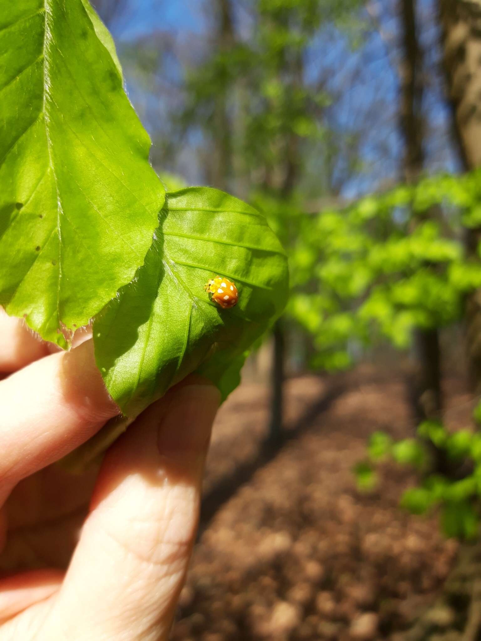 صورة Halyzia sedecimguttata (Linnaeus 1758)