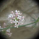 Image of Asperula pubescens (Willd.) Ehrend. & Schönb.-Tem.