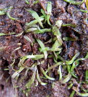 Image of Utricularia prehensilis E. Mey.