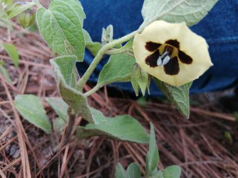 Image of Physalis orizabae Dun.