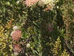 Plancia ëd Leucospermum heterophyllum (Thunb.) Rourke