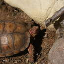 Image of Northern Tent Tortoise