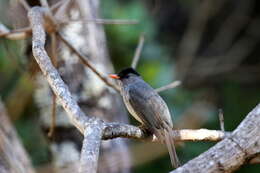 Hypsipetes madagascariensis (Müller & Pls 1776) resmi