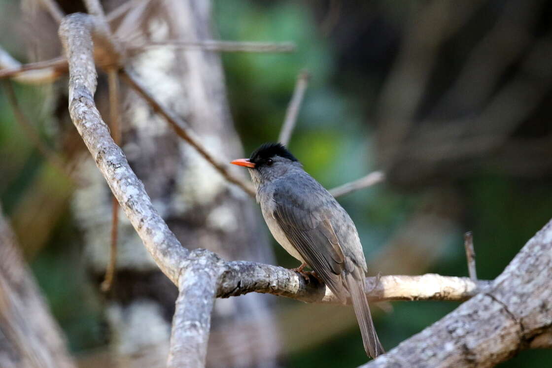 Image of Madagascar Black Bulbul