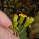 Image of Lomanthus abadianus (DC.) B. Nord. & Pelser