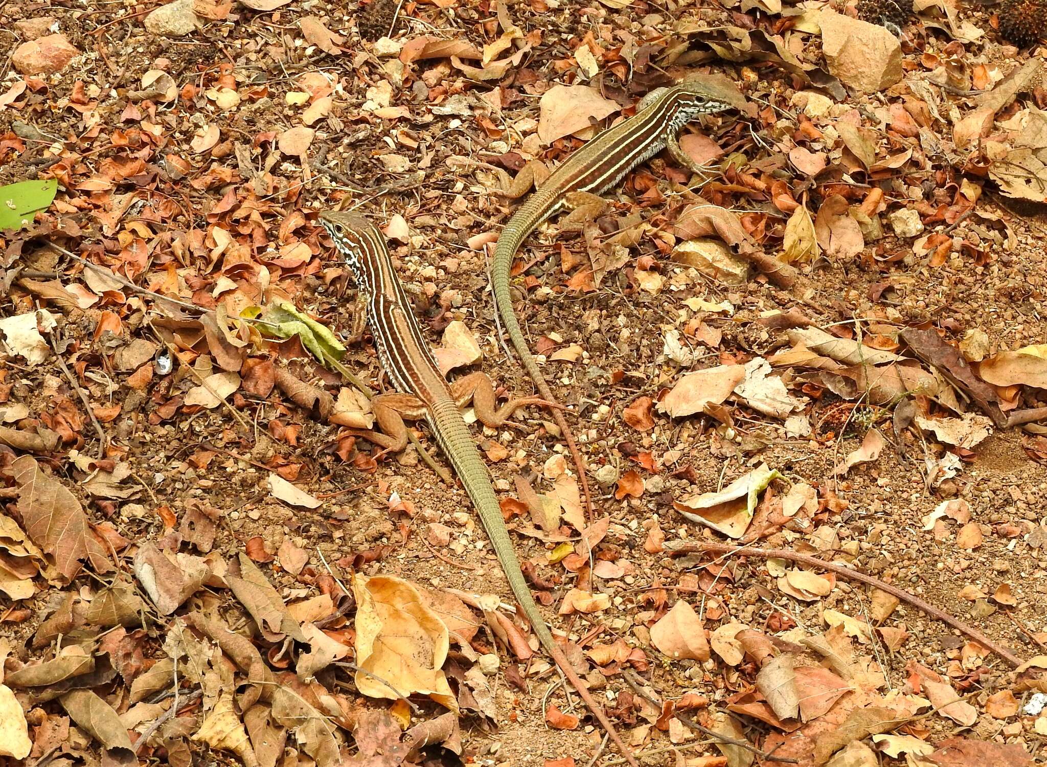 Image of Aspidoscelis costatus mazatlanensis (Zweifel 1959)