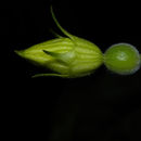 Image of <i>Selysia prunifera</i> (Poepp. & Endl.) Cogn.