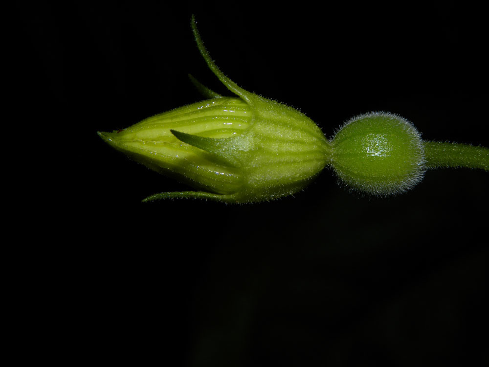 Image of <i>Selysia prunifera</i> (Poepp. & Endl.) Cogn.