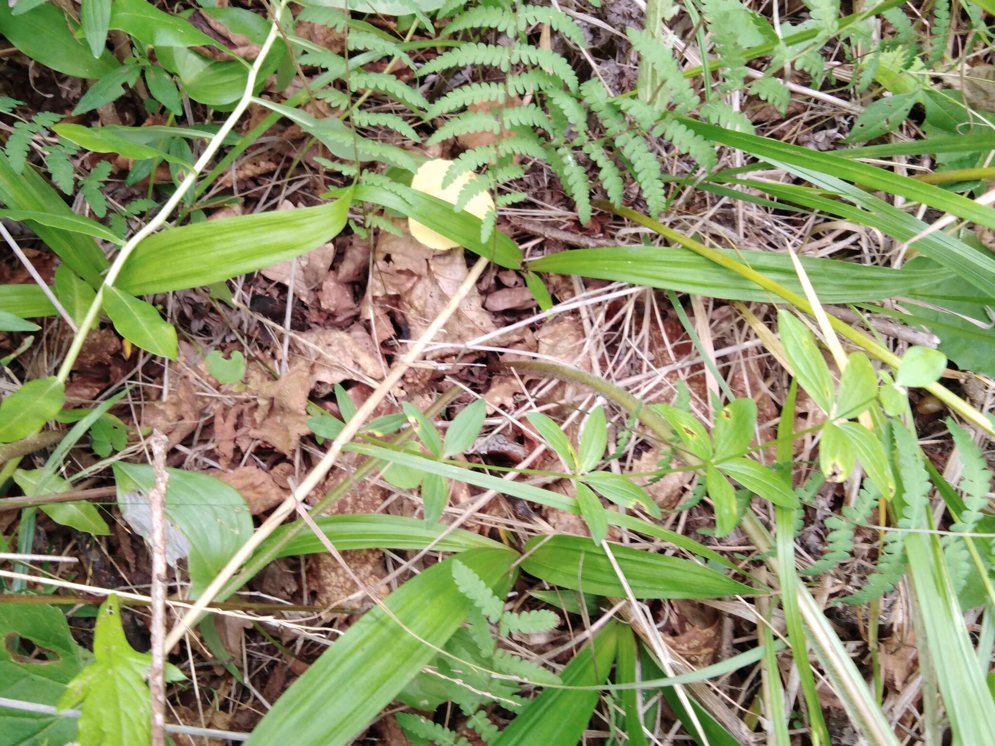 Image of Carex siderosticta Hance