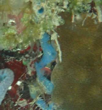 Image of Blue caribbean sponge