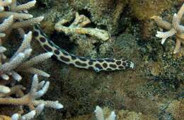 Image of Spotted snake eel